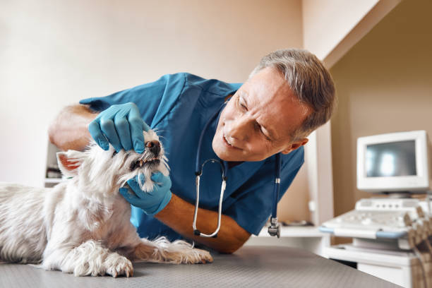 Best Broken or Chipped Tooth Repair in Sebring, FL